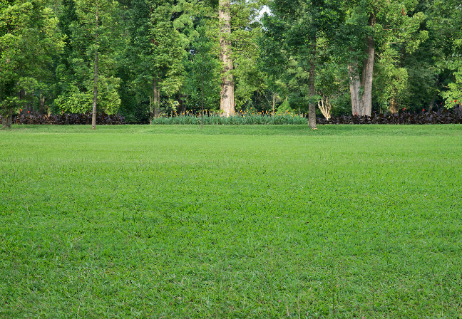 Open Lawn & Picnic Area