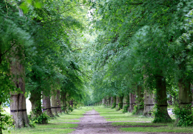 Avenue Trees